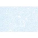 Parchment Blue Text